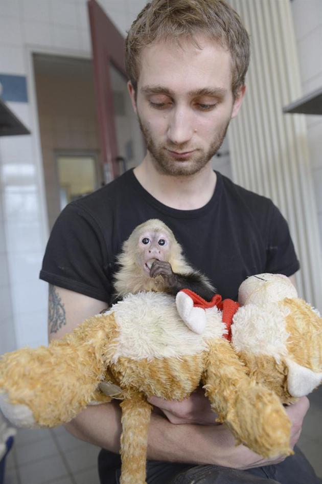 Mally, el monito de Justin Bieber, continúa en cuarentena