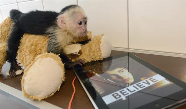 Mally, el monito de Justin Bieber, continúa en cuarentena