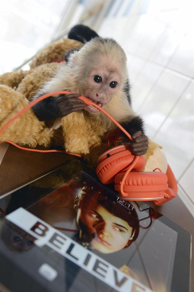 Mally, el monito de Justin Bieber, continúa en cuarentena