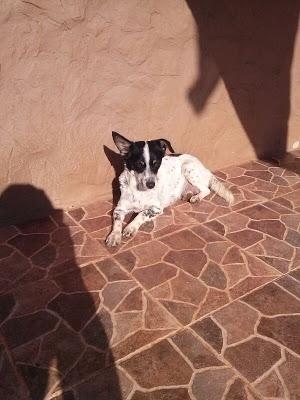 GUITA, vive en una venta y ya ha parido. (Sevilla)