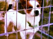 Pinocho perrito mini empapado perrera necesita acogida traerlo desde sevilla madrid.