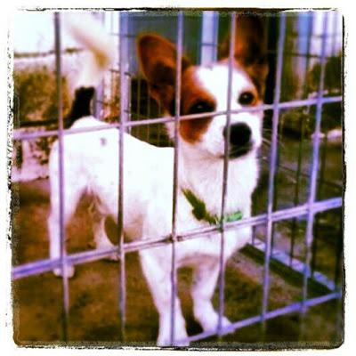 PINOCHO PERRITO MINI EMPAPADO EN LA PERRERA NECESITA ACOGIDA Y TRAERLO DESDE SEVILLA A MADRID.