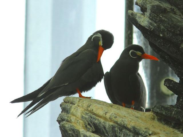 birds in March-Aves en Marzo 2013