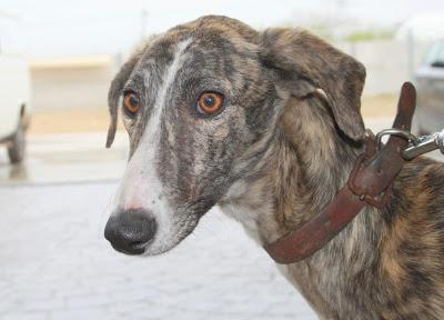 Gokuma, nuevo caso de galgo atropellado.