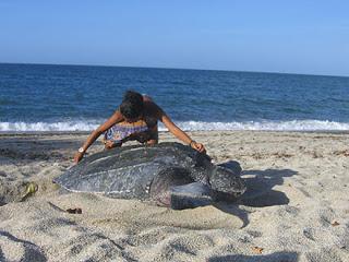 Las tortugas pueden hacer planes de RSE