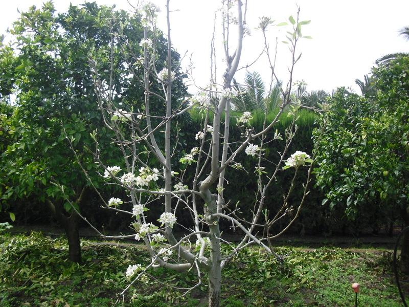 LA ACTIVIDAD EN EL HUERTO EN MARZO 2013