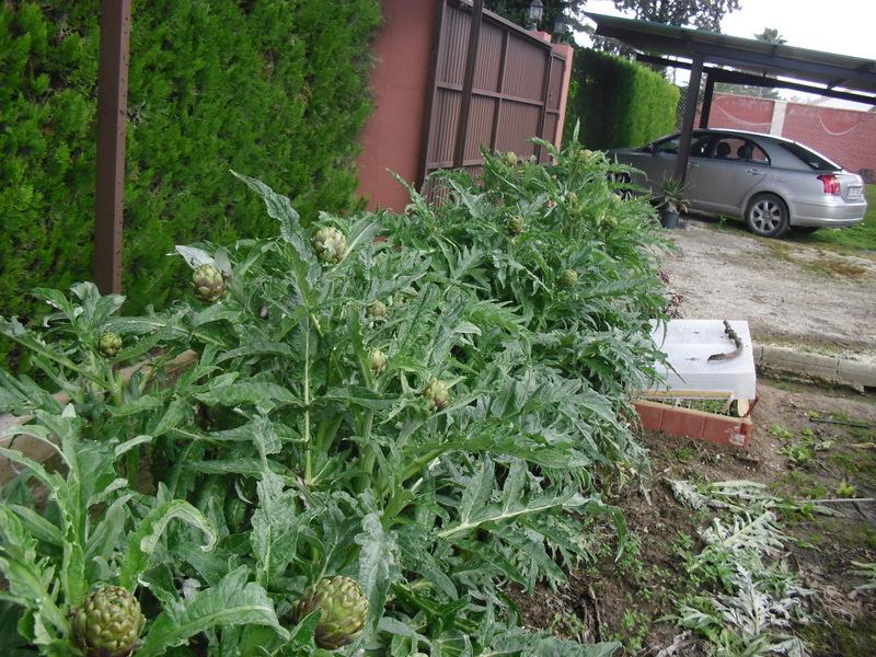 LA ACTIVIDAD EN EL HUERTO EN MARZO 2013