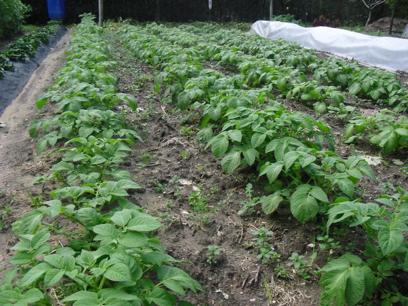 LA ACTIVIDAD EN EL HUERTO EN MARZO 2013