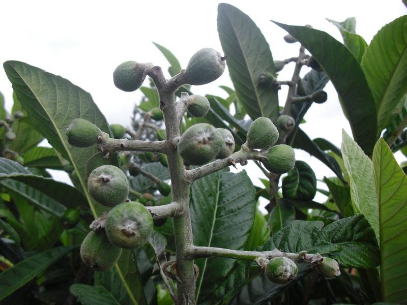 LA ACTIVIDAD EN EL HUERTO EN MARZO 2013