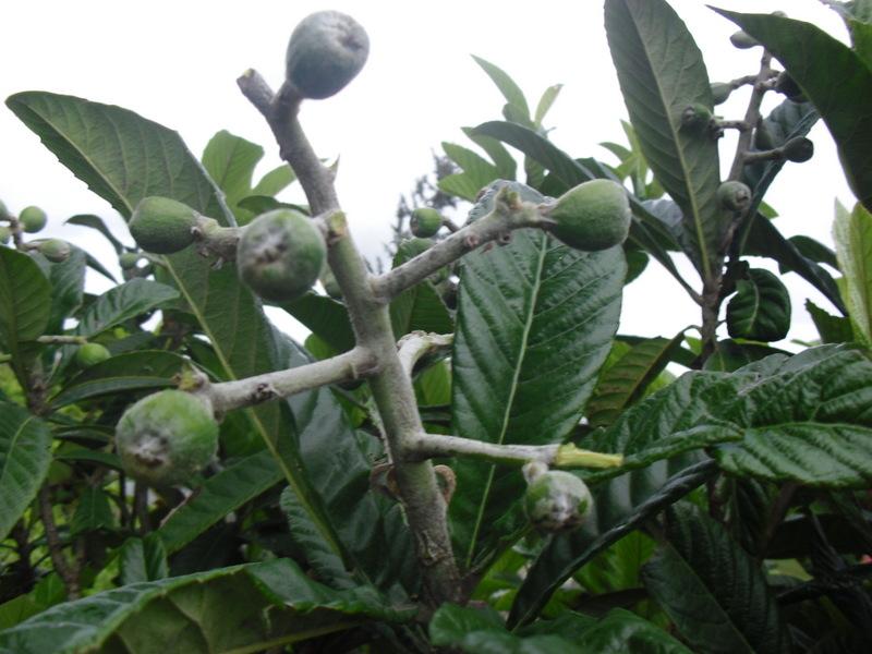 LA ACTIVIDAD EN EL HUERTO EN MARZO 2013