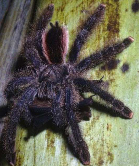 Como si “Spiderman” atrapase a “Batman”… Figura 1Tarántula (Avicularia urticans) alimentándose de murciélago. Créditos: reporte #1 de Nyffeler y Knörnschild, PLOS 2013.