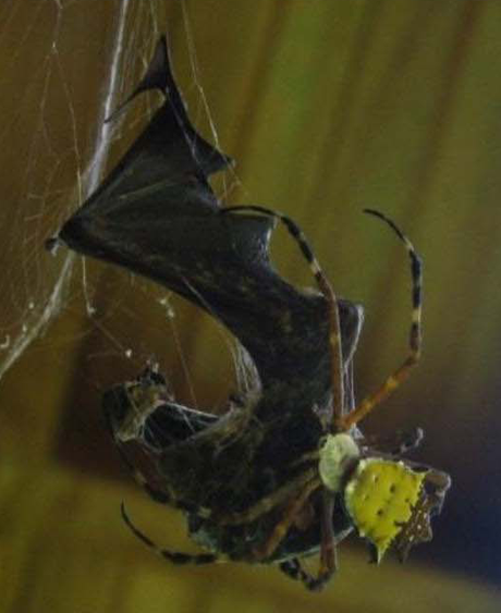 Como si “Spiderman” atrapase a “Batman”… Figura 3:Araña perteneciente a los araneidos (Argiope savignyi ), alimentándose de murciélago apresado en su red. Créditos: reporte #14 de Nyffeler y Knörnschild, PLOS 2013.