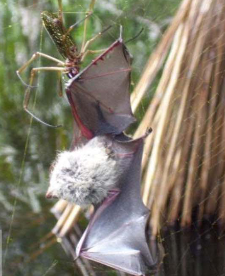 Como si “Spiderman” atrapase a “Batman”… Figura 2: Araña (Nephila clavipes) perteneciente a los nefílidos, capturando a murciélago en su red. Créditos: reporte # 7 de Nyffeler y Knörnschild, PLOS 2013.