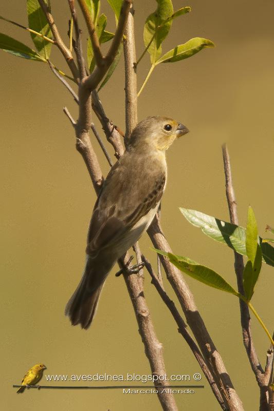 Corbatita común (Double-collared Seedeater)