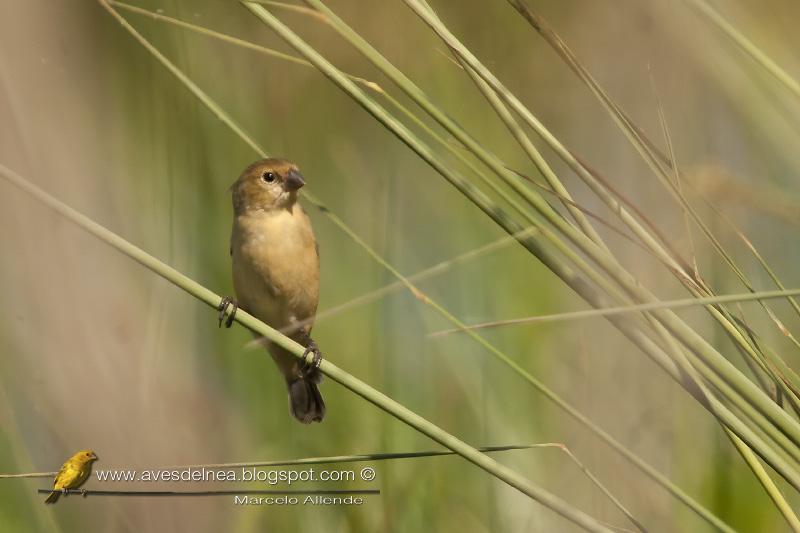 Corbatita común (Double-collared Seedeater)