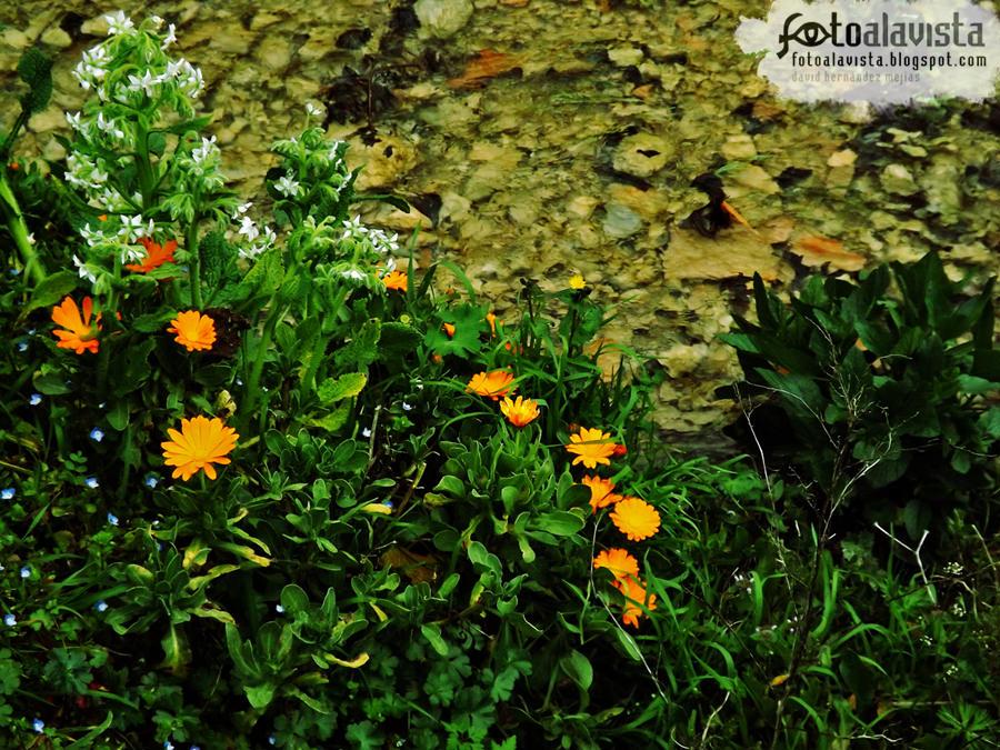 Flores de agua cristalina