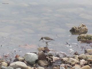 Andarríos chico, en el Parque de Plaza de Zaragoza.