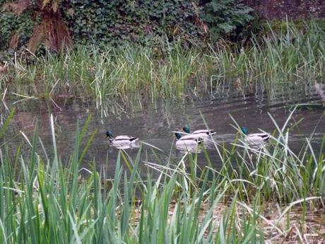 Un día en el Jardín Botánico Atlántico de Gijón…