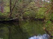 Bosques ribera aguas lentas