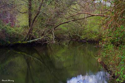 Bosques de ribera y aguas lentas
