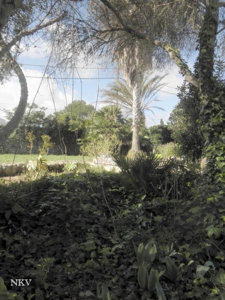 Caminando por el jardín