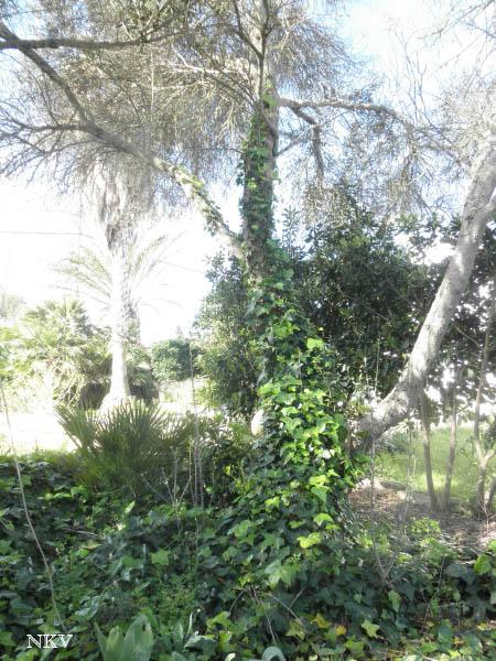 Caminando por el jardín