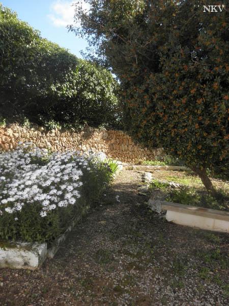 Caminando por el jardín