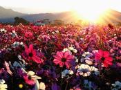 Facebook Inspiration. Spring