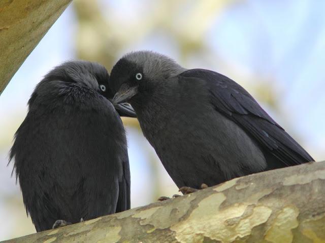 Grajillas(Corvus monedula)-Spring comes love-Surge el amor en primavera