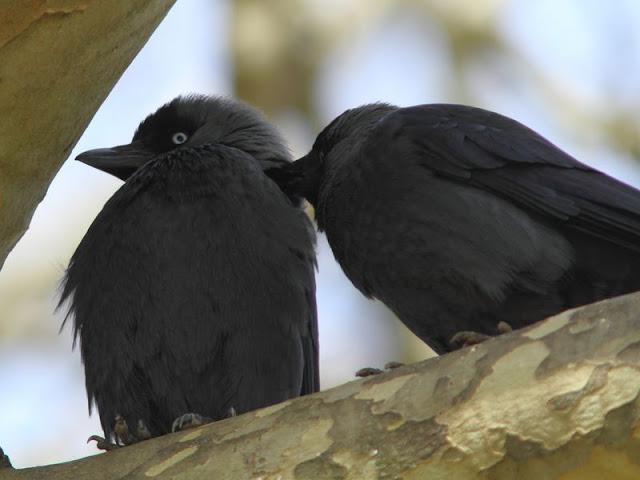 Grajillas(Corvus monedula)-Spring comes love-Surge el amor en primavera