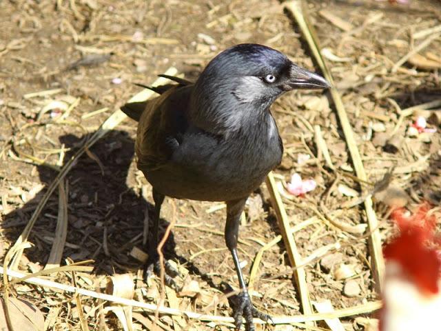 Grajillas(Corvus monedula)-Spring comes love-Surge el amor en primavera