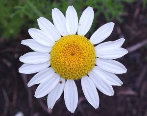 manzanilla1 300x237 Cultivar manzanilla