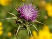 Remedios naturales para quistes ovarios