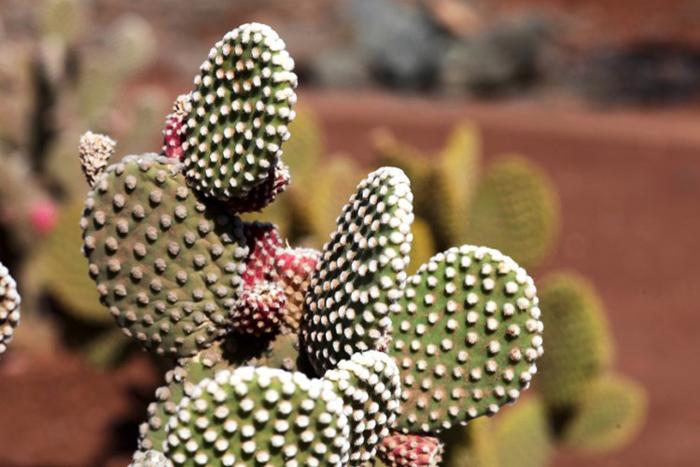 Las alfombras protagonistas