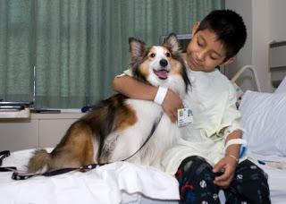 Infecciones producidas por mascotas domésticas. Riesgo controlable