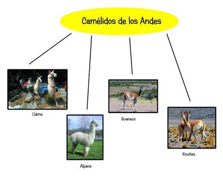Camélidos de los Andes