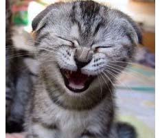 No Jokes in GW's April's Fools