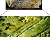 homínidos norte África actuaban como carniceros hace millones años