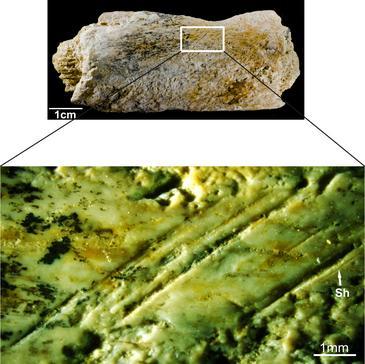 Los homínidos del norte de África ya actuaban como carniceros hace 1,8 millones de años