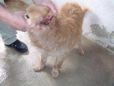 MUY URGENTE, LO MATAN EL 5 DE ABRIL. (VALENCIA)