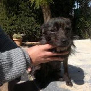 TESSA 5 kilos de dulce perrita‏.