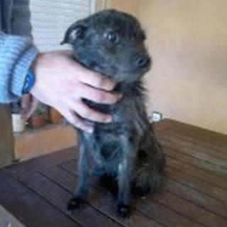 TESSA 5 kilos de dulce perrita‏.