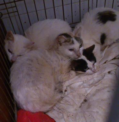 RESCATE DE GATOS ATRAPADOS POR LA CRECIDA DEL GUADIANA. (BADAJOZ)