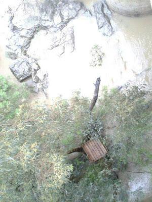 RESCATE DE GATOS ATRAPADOS POR LA CRECIDA DEL GUADIANA. (BADAJOZ)