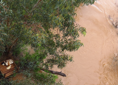 RESCATE DE GATOS ATRAPADOS POR LA CRECIDA DEL GUADIANA. (BADAJOZ)