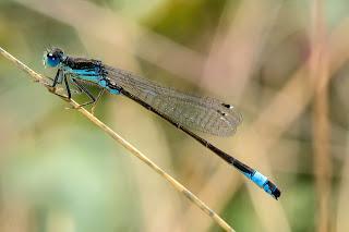 Para ampliar Ischnura graellsii (Rambur, 1842) Caballito de Graells hacer clic