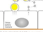Integración genoma materno neonato través transporte fragmentos leche materna