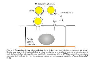 Integración de genoma materno en el genoma del neonato a través de transporte de fragmentos de RNA en la leche materna