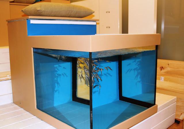 THERAPY FISH SPA