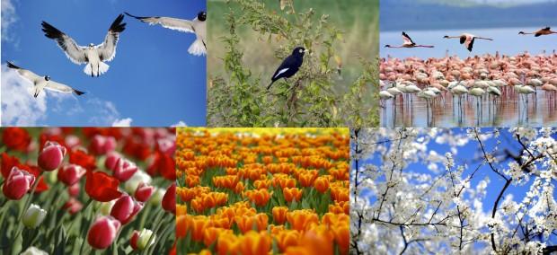 Eugeniota Collection Primavera